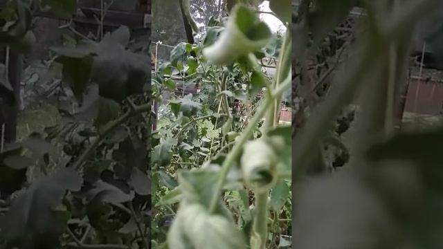 Томаты выращенные с микоризой. смотреть онлайн
