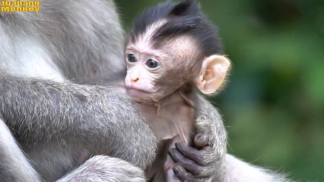 Bayi monyet yang sedang bersedih смотреть онлайн