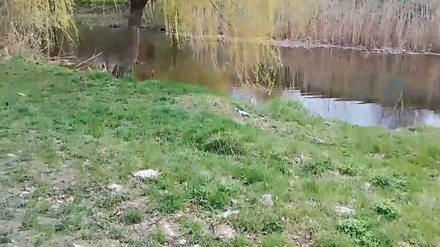 И сажаем и косим.Цветет абрикос. смотреть онлайн