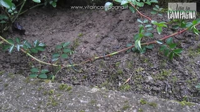 Moltiplicazione delle rose: talea, propaggine e margotta смотреть онлайн