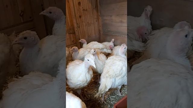 Индюки, сравнение Белый широкогрудый , Грейд мейкер и Хайбрид конвертер, начало.))