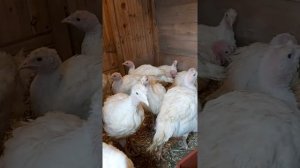 Индюки, сравнение Белый широкогрудый , Грейд мейкер и Хайбрид конвертер, начало.))