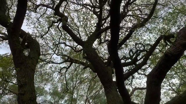 Stone Age Scandinavia: First People In the North (10,000-5000 BC) смотреть онлайн