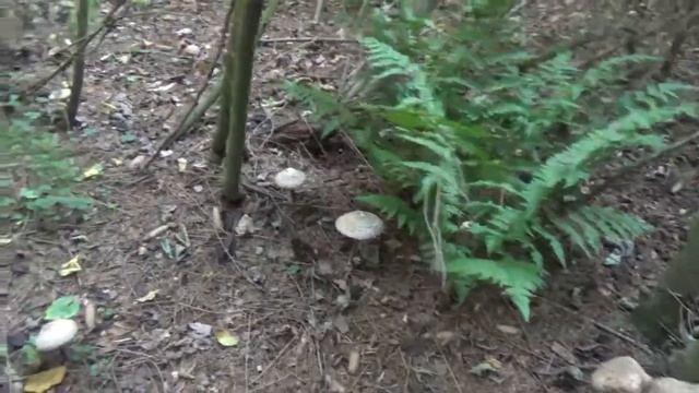 Бриллиантовая уборочка