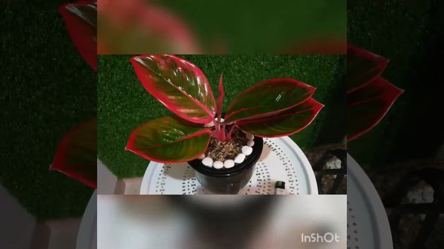 Aglaonema Khanza