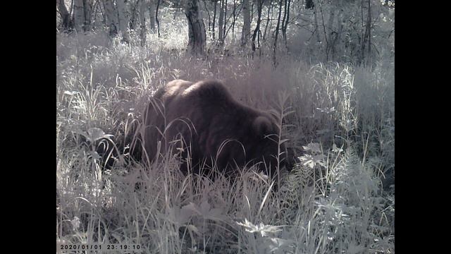 Медведи свернули камеру 27 июня 2023 смотреть онлайн
