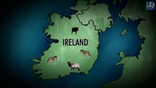 Ирландский волкодав – Гроза волков, с видом добряка! смотреть онлайн