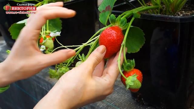 Альбион - сорт крупноплодной земляники. смотреть онлайн