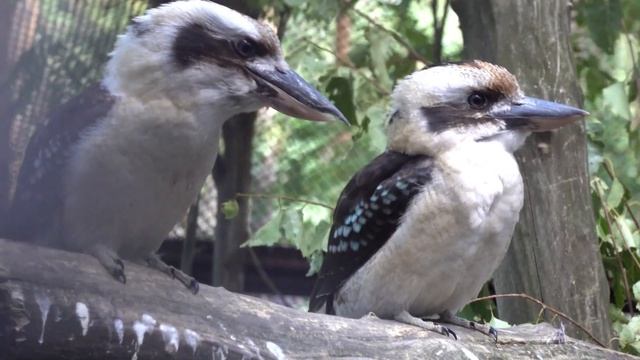 Кукабарры смеются. 03.08.2022 смотреть онлайн