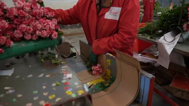 плантация розы в кении как растут розы subati dLLKp смотреть онлайн