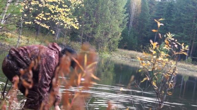 #Уральская Охота -Осенняя охота Рябчик ,Утка,Солонец .... смотреть онлайн