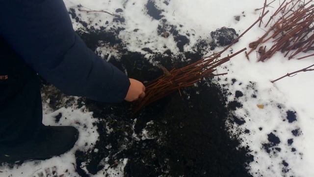 Посадка виноградных черенков под зиму смотреть онлайн