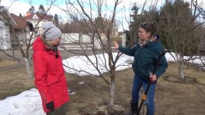 Обрезка сливы, как обрезать сливу, обрезка косточковых, обрезка сливы весной.