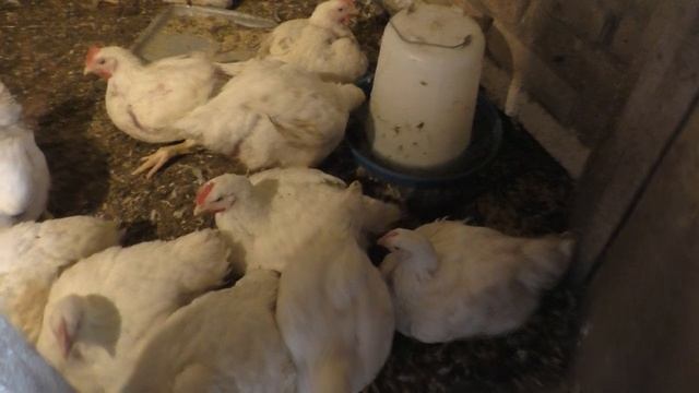 ЭТО В РАЗЫ Облегчает Уход за КУРАМИ. Птица моего двора. смотреть онлайн