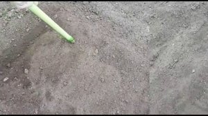 ЛУК ЧЕРНУШКА. Как правильно сажать лук чернушка. Лук севок из лука чернушки за один сезон.