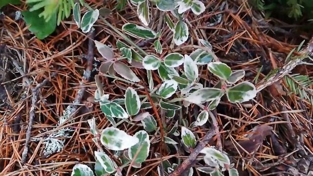 Укрытие лапчатки на зиму. Лапчатка кустарниковая. смотреть онлайн