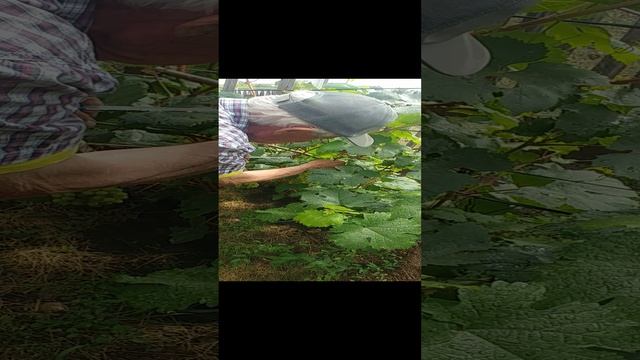 20230821_Виноградник в Давлеканово смотреть онлайн