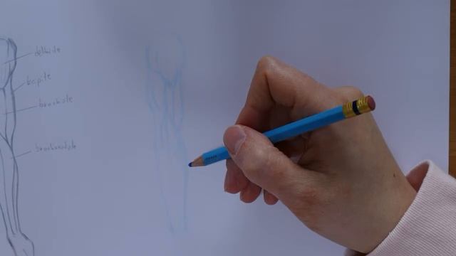 Sketch with me // Arm muscles смотреть онлайн