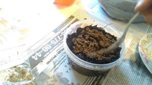 Леспедеца двуцветная семенами