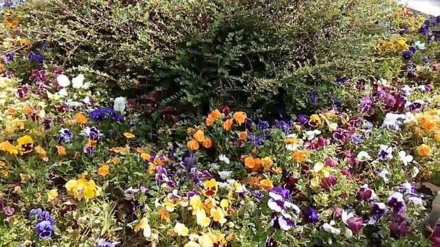 ГОРОДСКИЕ ЦВЕТЫ // ПЕНИЕ ПТИЦ. // Greece // СПОКОЙНАЯ МУЗЫКА. // RELAX. смотреть онлайн