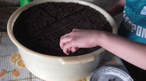 Как самому вырастить #Кедровый_Стланик ? #Стратификация и посадка