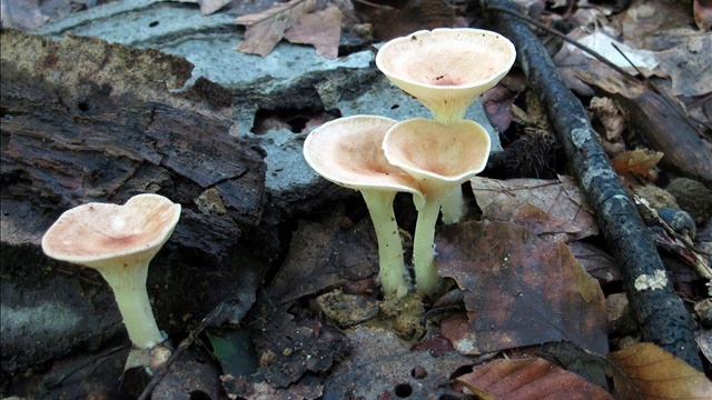 Infundibulicybe gibba смотреть онлайн