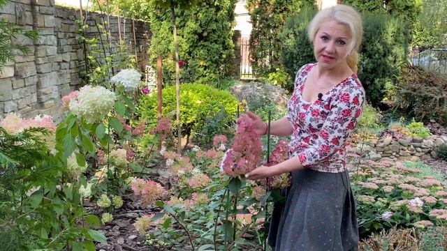 Два сорта гортензий о которых ничего нет в интернете смотреть онлайн