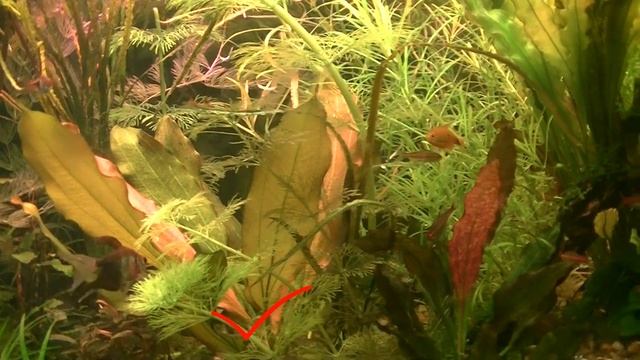#Aquarium#Обзор моего аквариума_Overview Of My Aquarium