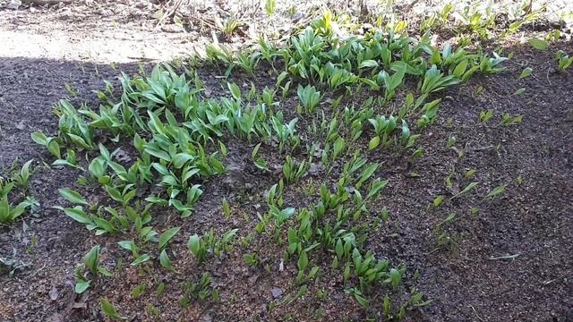 Черемша или медвежий лук, посадка и уход!