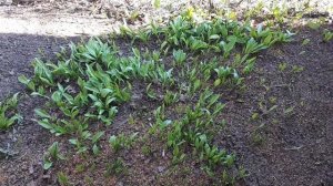 Черемша или медвежий лук, посадка и уход!