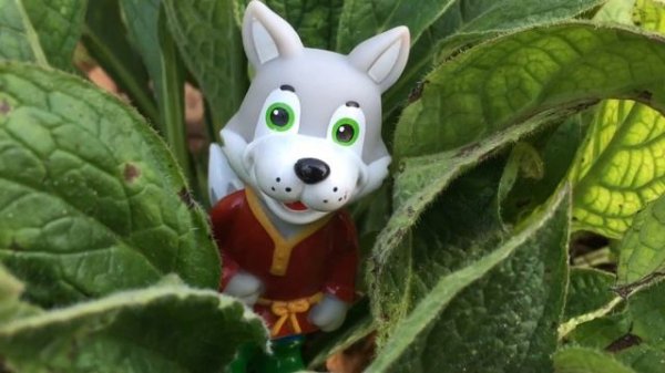 Family time. Волк поймал зайчат!