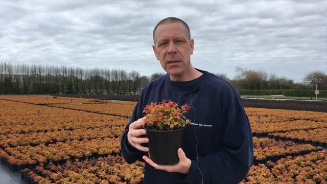 Spiraea Magic Carpet At Farplants