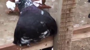 Статные голуби из Казахстана