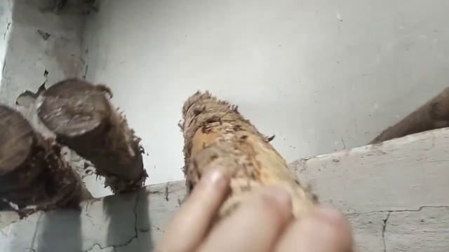 Сушка заготовок из березы и акации. смотреть онлайн