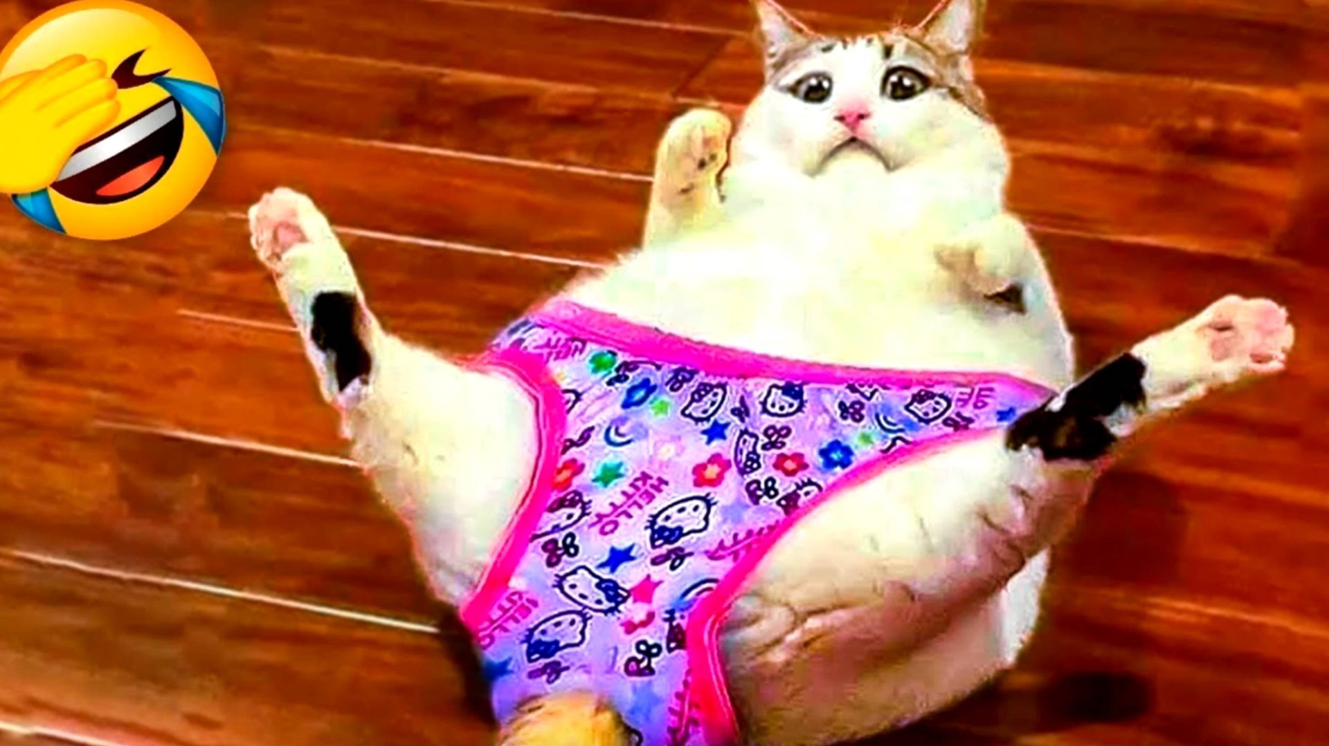 смешные котики 1 часть смотреть онлайн