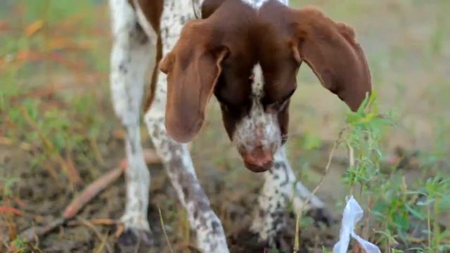 Курцхаар Джаггер. Немецкий пойнтер. Охотничья собака. HD смотреть онлайн
