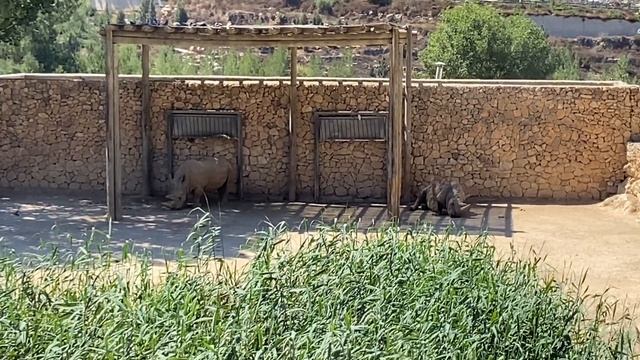 ЗООПАРК в Иерусалиме. КУДА СХОДИТЬ. Израиль смотреть онлайн