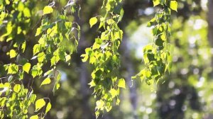 Под ветками летней Березки | Футажи красивая природа [FullHD]