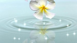 Футаж. Цветы над водой 10