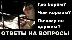 Как кормим бройлера? Почему не держим / Родительское стадо / Самодельный комбикорм.