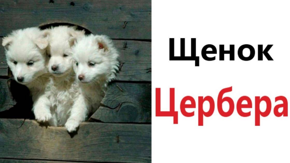 Приколы! ЩЕНОК ЦЕРБЕРА - МЕМЫ!!! Смешные видео смотреть онлайн