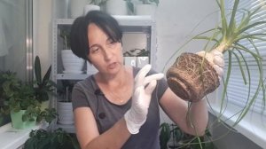 ПЕРЕСАДКА НОЛИНЫ.