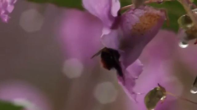 В нашей жизни горит звезда смотреть онлайн