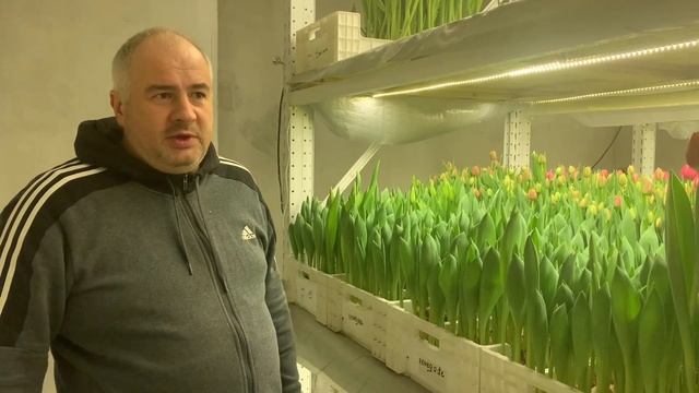 Выгонка тюльпанов к 8 Марта на гидропонике: обзор сортов. Часть 1. смотреть онлайн