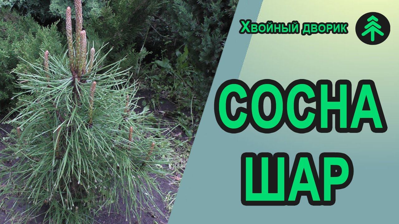 Как сформировать из сосны крымской небольшой шар - легко и быстро! смотреть онлайн