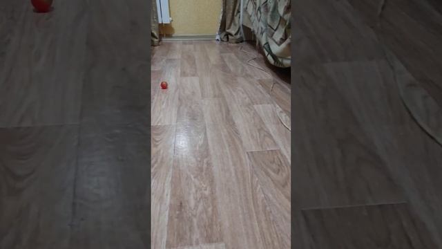 Барсик сам играется с мячиком смотреть онлайн