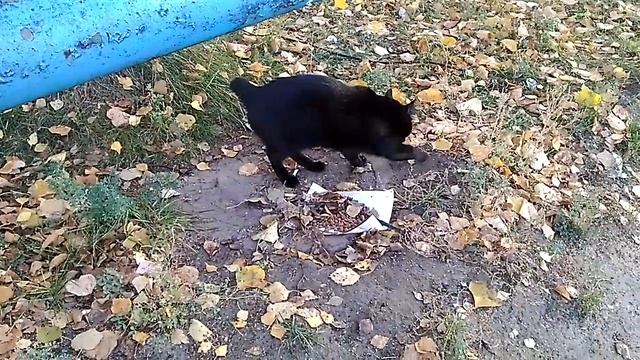 Бездомная кошка не в восторге от сухого корма Вискас смотреть онлайн