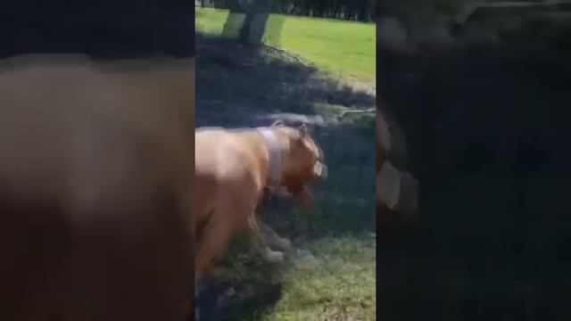 Бабушка подобрала злого питбуля на улице и однажды он отплатил добром ? #shorts смотреть онлайн