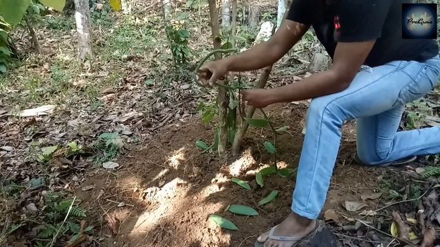 How to growing a vanilla for vanilla farming - step by step смотреть онлайн