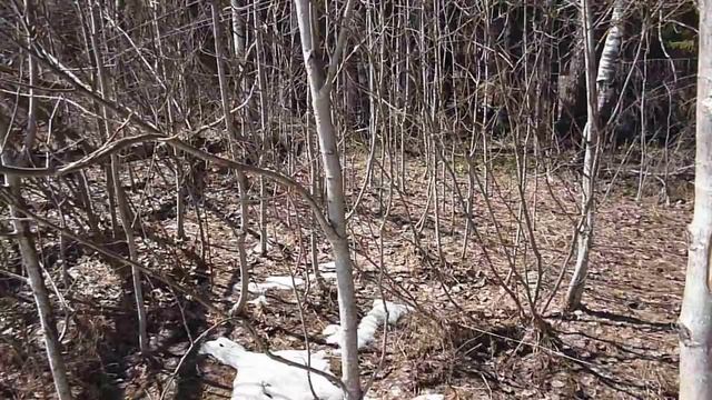 Начало сбора берёзового сока 2016г . смотреть онлайн